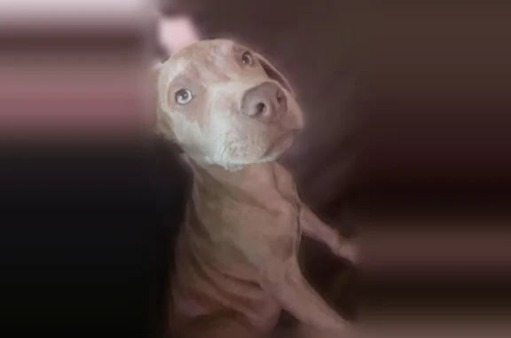 Lost dog, Agnes Street, 1428, Corpus Christi - male - photo