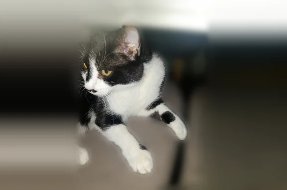 Animaux perdus et trouvés Charenton-le-Pont, photo: Chat perdu mâle, Terrasse le Notre, 11, Charenton-le-Pont - noir et blanc, tache noire sur le nez