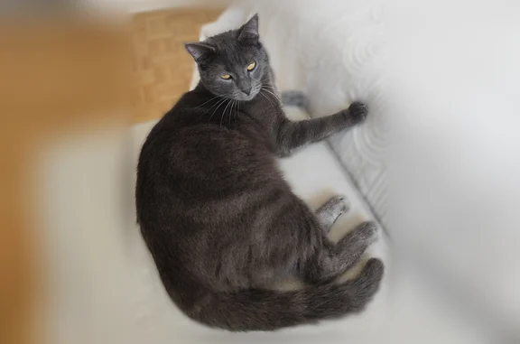 Animaux perdus et trouvés La Chapelle-Réanville, photo: Chat perdu mâle, Rue du Moucel, 3, Saint-Pierre-de-Bailleul, La Chapelle-Réanville - pucé et castré