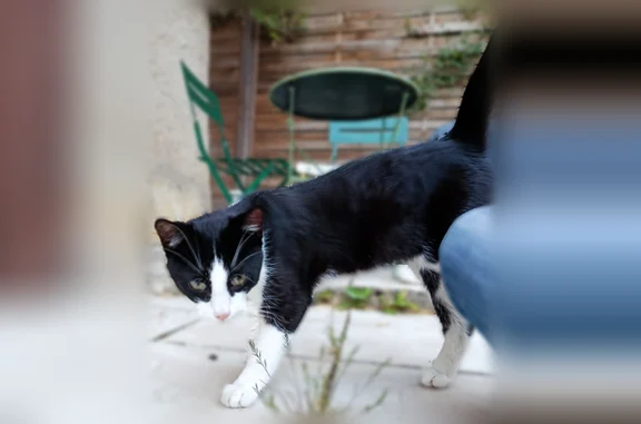 Chat trouvé mâle, Route d'Ango...