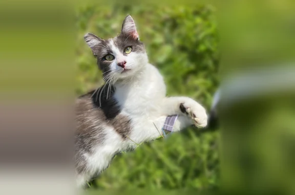 Chat perdu mâle, Sente de Mantelle, Les Andelys - gris et blanc - photo