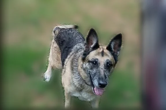 Lost dog, C H Drive, 132, Helen - female, 9 years old, answers to Magna - photo