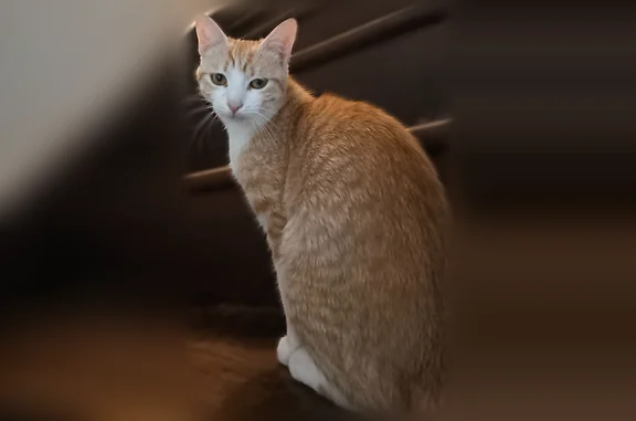 Chat perdu, Levroux, photo: Chat perdu femelle, Rue Hoche, Levroux - marron et blanche