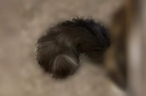 Lost cat, female, East Fork Park Road, 1901, Wylie - very fluffy, bent tail - photo