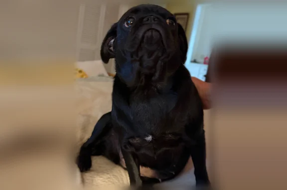 Lost dog, McCarley Road, 680, Phil Campbell - female - photo