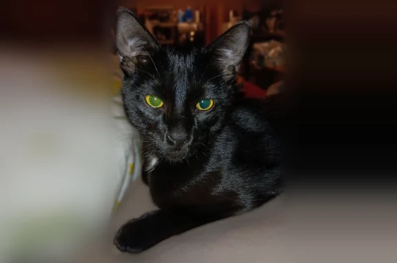 Missing cat Male, Bradenton (usl540151) - photo