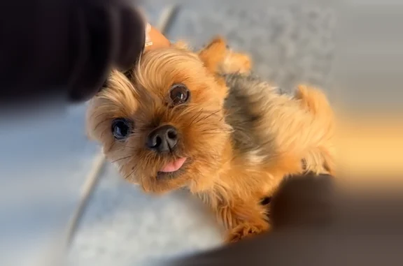 Lost dog, Oldcastle Avenue, Bakersfield - male, small size - photo