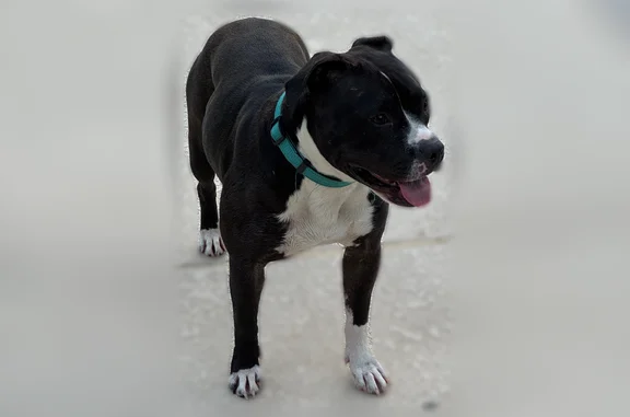 Found dog St. Louis, photo: Found dog, Russell Boulevard, 3400, St. Louis, St. Louis - female, black coat, turquoise collar