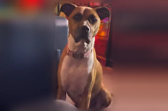 Lost pets Columbus, photo: Lost dog, female, Buckeye Circle, 172, Columbus - reddish brown coat, pink cloth collar