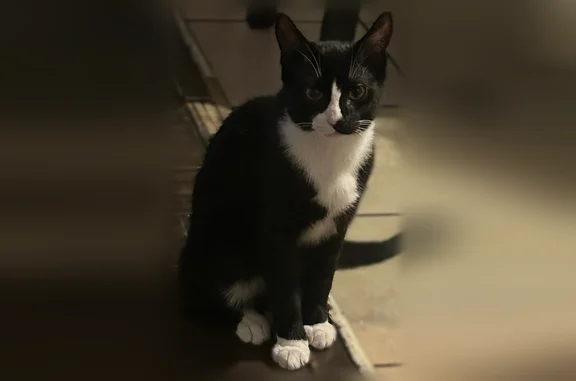 Lost cat, Corcoran Street, 13188, San Fernando - black and white, no collar - photo