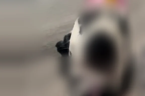 Lost dog, Sunnyside Avenue, 1185, Clovis - female, black and white, slender build, no collar - photo