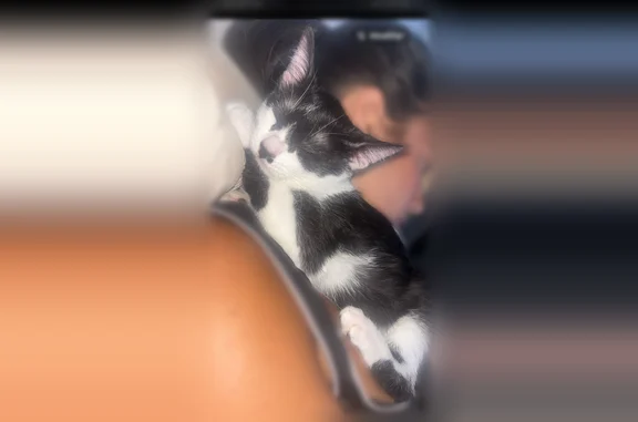 Chat perdu, Boulevard de Strasbourg, 31, Nogent-sur-Marne, Boussy-Saint-Antoine - femelle, yeux verts - photo
