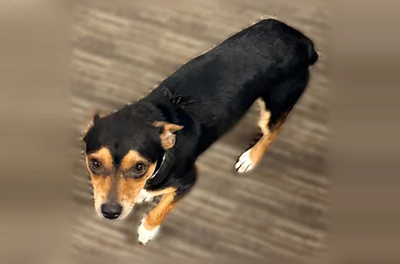 Found pets Houston, photo: Found dog, Kansack Lane, 10411, Houston - male, intact