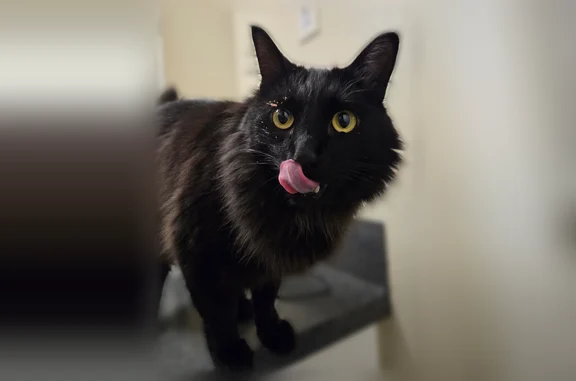 Missing cat Vancouver, photo: Lost cat, Northeast 47th Circle, 15413, Vancouver — male, all black, green eyes