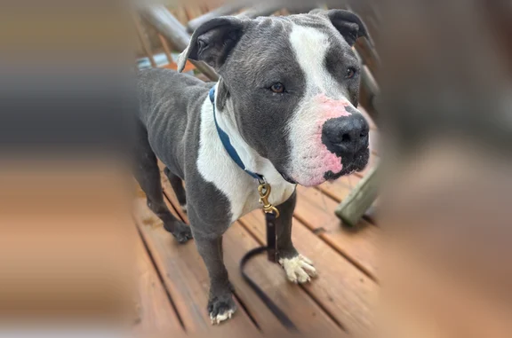 Found pets Detroit, photo: Found dog, Beals Street, 2545, Detroit - male, grey and white pitbull