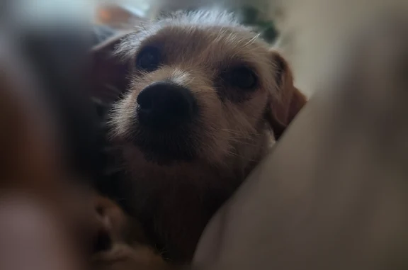 Found pets Austin, photo: Found dog, North Congress Avenue, 500, Austin - female, not chipped