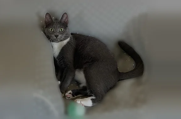 Lost cat, Honeyfur Court, 10518, Charlotte, Pineville - female, gray and white with green eyes - photo