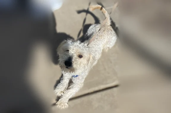 Missing dog Everett, photo: Lost dog, Silver Lake Road, 1414, Everett - male, red harness