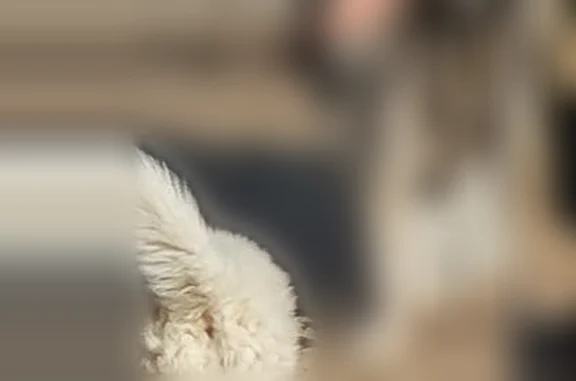 Lost dog, West Durango Street, 2042, Phoenix - female husky with light blue eyes - photo