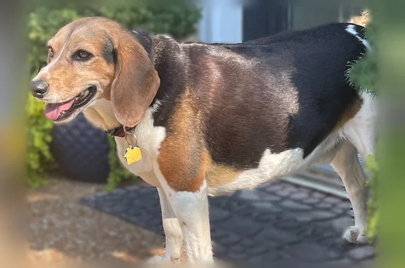 Lost dog, County Highway 23, 26460, Du Bois - male beagle, 10 years old - photo