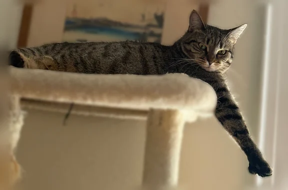 Lost cat, Commonwealth Avenue, 2045, Boston - female, polydactyl - photo