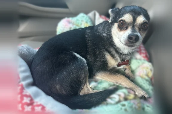 Lost dog, West Collings Street, 3971, Honolulu - male Chihuahua mix - photo