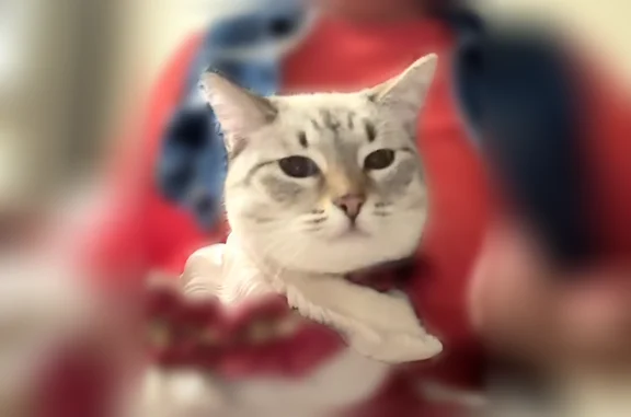 Missing cat El Paso, photo: Lost cat, Diana Drive, 9527, El Paso - female, white and black, blue eyes