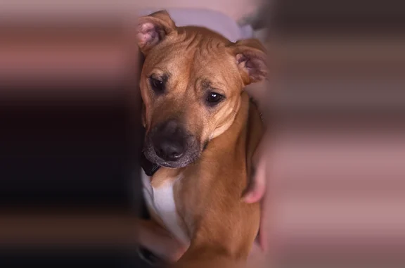 Lost dog, Legacy Greene Avenue, 1324, Wake Forest - female - photo