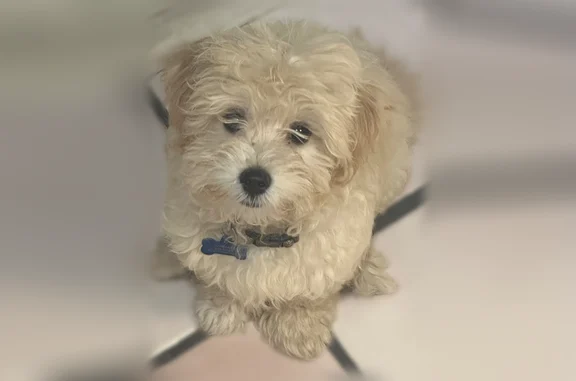 Lost dog, River Street, 627, Scranton, Marlton - male small maltipoo - photo
