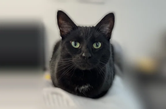 Black, silky, short-haired male cat with green eyes & a bit of white on his chest. Slim bodied. Never been outside before so most likely terrified & confused. No collar. Escaped from under a cracked garage door.