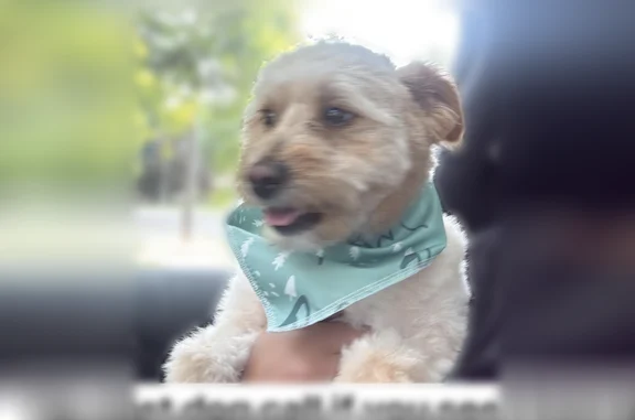 Missing dog Salt Lake City, photo: Lost dog, East 500 North, 177, Vineyard, Salt Lake City - very friendly, understands Spanish