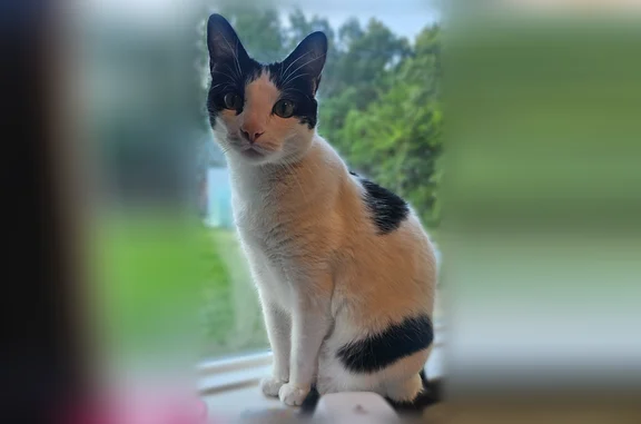 Lost cat, Crestwick Street, 19409, Saucier - white with black accents - photo