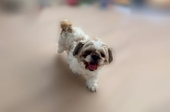 Found dog Federal Way, photo: Found dog, 26th Avenue South, 34936, Federal Way - male Shih Tzu, very friendly