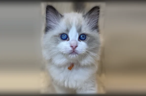 Missing cat St. George, photo: Lost cat, Stonedale Drive, 2904, St. George, St. George - female Ragdoll kitten with a sparkly pink collar