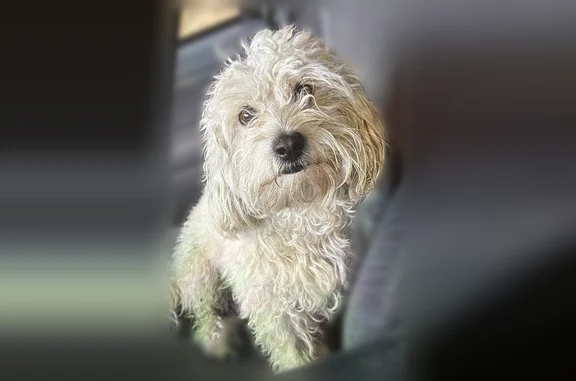 Lost dog, South Kilbourn Avenue, 2745, Hickory Hills — male, chipped white maltipoo - photo