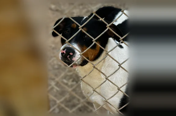 Missing dog Elizabethton, photo: Lost dog, Siam Road, 2484, Elizabethton, Toledo - female