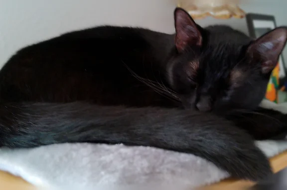 Lost cat, Connecticut Avenue Southeast, 975, Salem - female, black fur, green eyes - photo