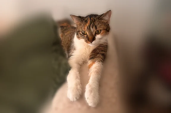 Lost cat, Bennington Place, 12342, St. Louis - female, small, thin - photo
