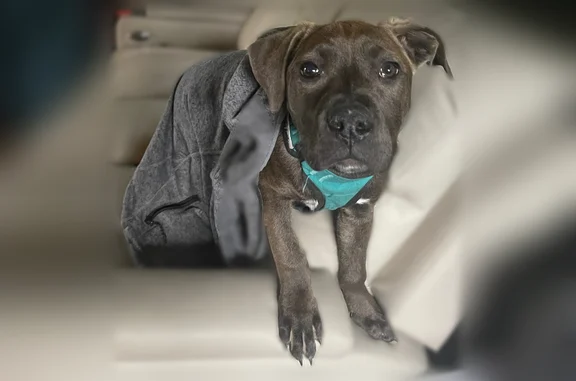 Lost dog, female, Eatonville, Washington - shy brindle puppy, may be injured - photo