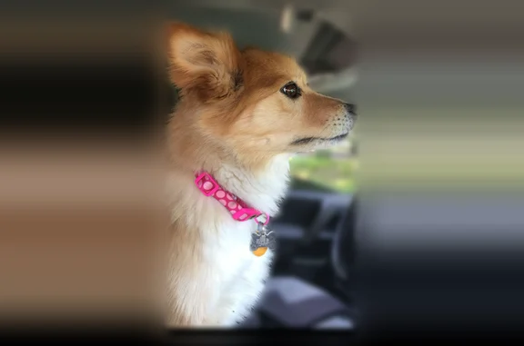 Lost dog, Lincoln, Delaware, Milford - brown, fluffy-haired female - photo