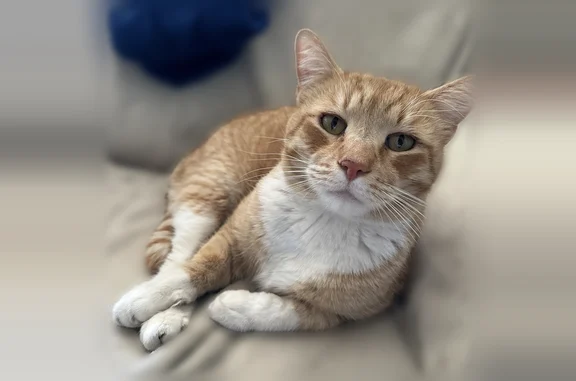 Lost cat, West Fairview Lane, 3623, Chandler - male, orange with hazel eyes - photo