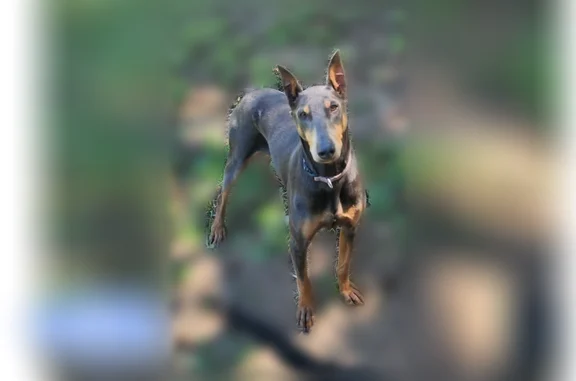 Lost dog, County Road 657, 25, Paragould, Marion - female, blue and tan Dobbie, cropped ears and tail - photo