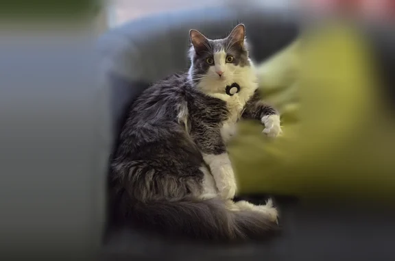 Lost pets Greenville, photo: Lost cat, Assembly View Circle, 1109, Greenville — male, big grey and white, super fluffy tail