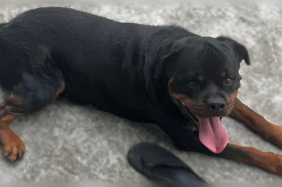 Missing dog Ewa Beach, photo: Lost dog, Waikai Street, 91-1107, Ewa Beach - male Rottweiler