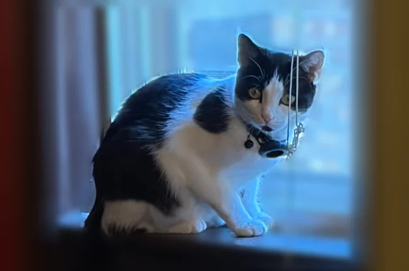 Lost cat, Chicago, Illinois - female, black and white - photo