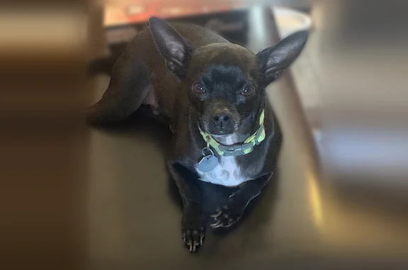 Lost dog, Ehmler Lane, 226, Elsberry - male Chihuahua mix - photo