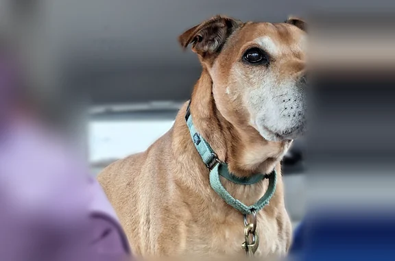 Lost dog, Beldon Lane, 50, Bay Shore - female, wearing a light green collar - photo