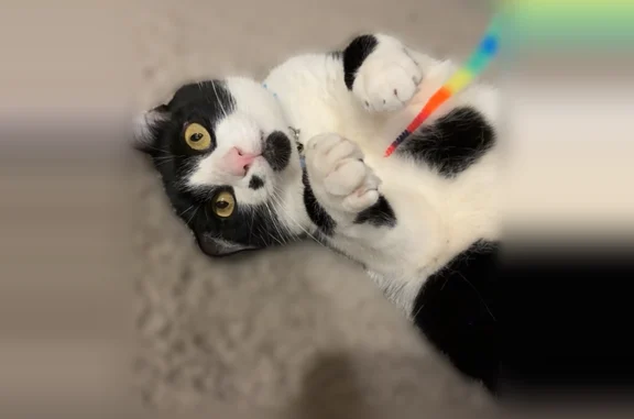 Lost cat, Coral Cove, 2363, Elgin, Chicago - black and white, with a black beard and a mole - photo