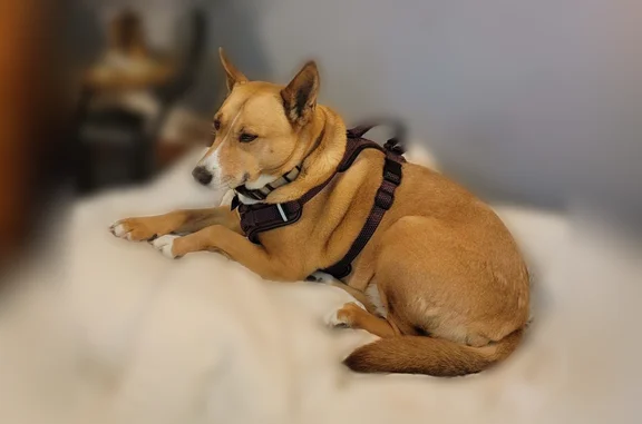 Lost dog, Beaumont, Texas - female - photo