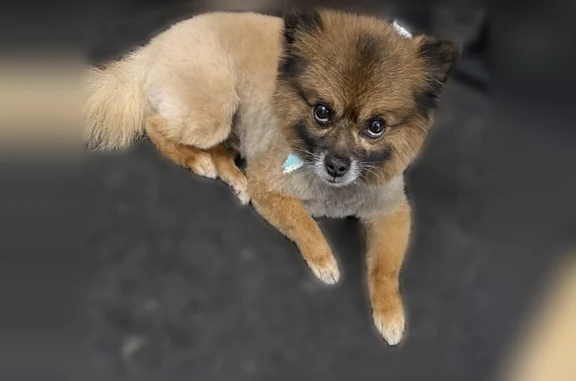 Missing dog New York, photo: Lost dog, Dockside Lane, New York, Manhattan